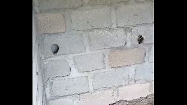 Trío de sexo con mujeres negras en un edificio sin terminar en el bosque.
                   Trío de sexo con mujeres negras en un edificio sin terminar en el bosque. muchos negros