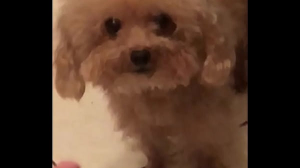 Doggo stay 10 sec