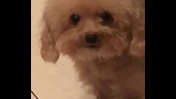 Doggo stay