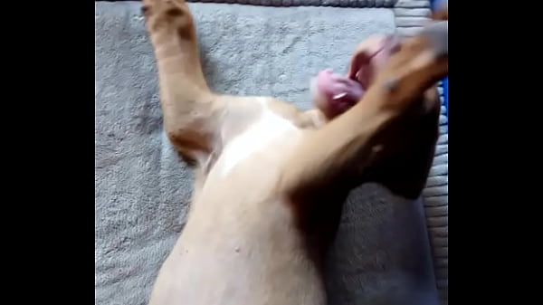 Mon Chiot Joue Avec Une Corde