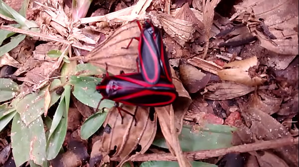 Inseta asuda flagrada mandando ver