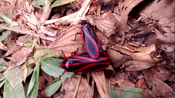 Asuda insect caught showing off