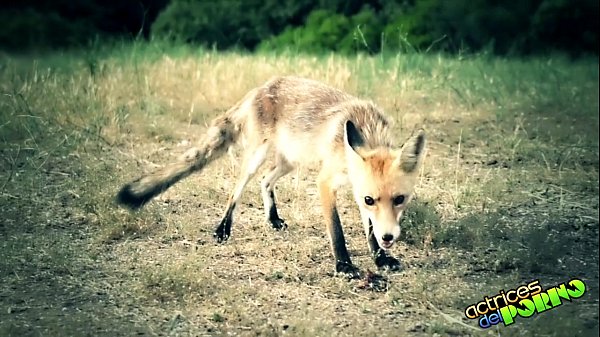 Download Video - LARA Y SU MINI La puta y la zorra