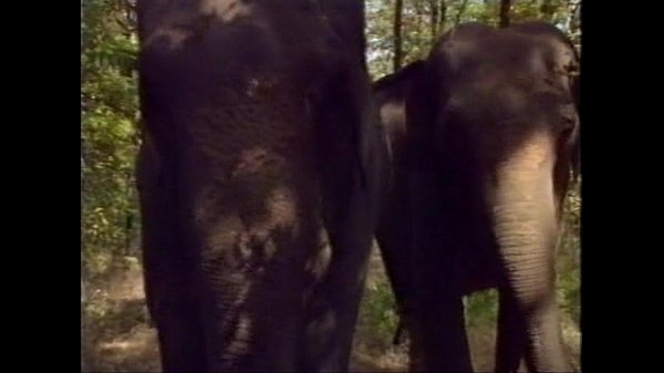 Download Video - Selen in La Regina degli Elefanti &lpar;a&period;k&period;a&period; The Queen of Elephants&rpar; - Scene &num;1