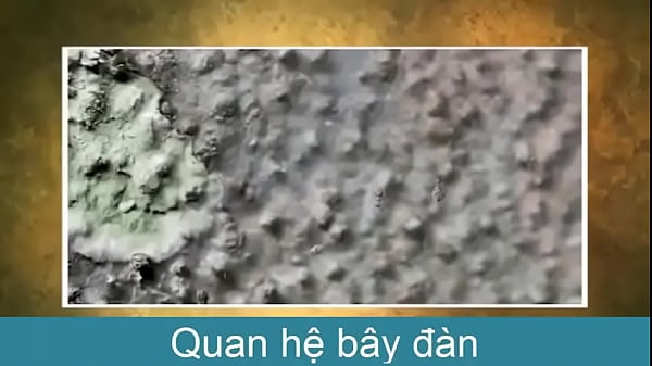 BÀI 28 THỰC HÀNH XEM BĂNG HÌNH VỀ TẬP TÍNH SÂU BỌ