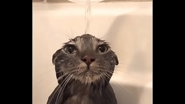 Gato bañándose joder que epico