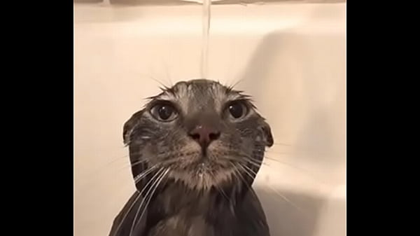 Gato ba&ntilde;&aacute;ndose joder que epico