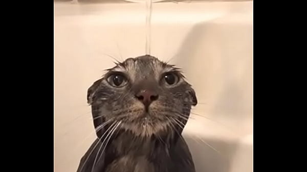 Cat bathing fuck that epic