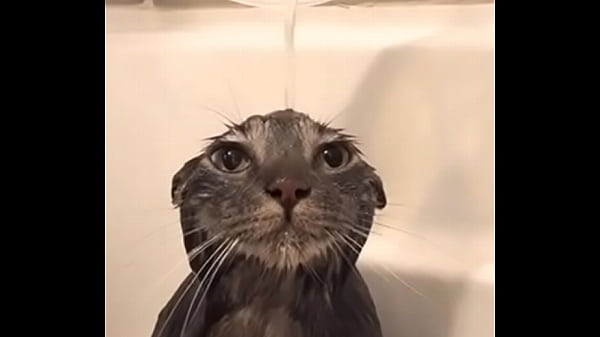 Cat bathing fuck that epic